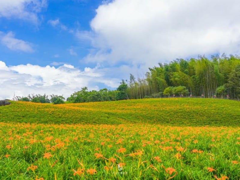 花蓮「金針花季」隆重登場!縣府邀請您一同賞花 共度金黃色夏日時光