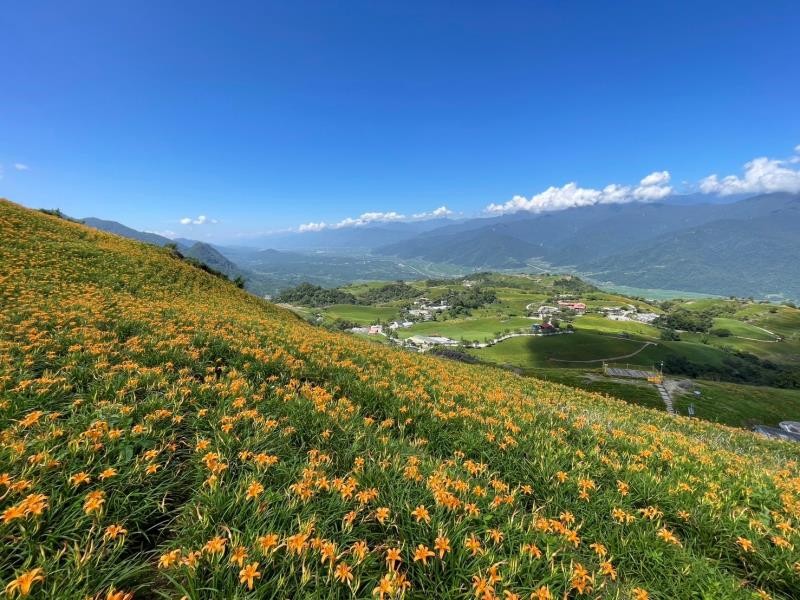 花季慢1個月! 最美「黃金花毯」鋪滿整座「六十石山」山頭 藍天、花海、耶穌光 宛如人間天堂