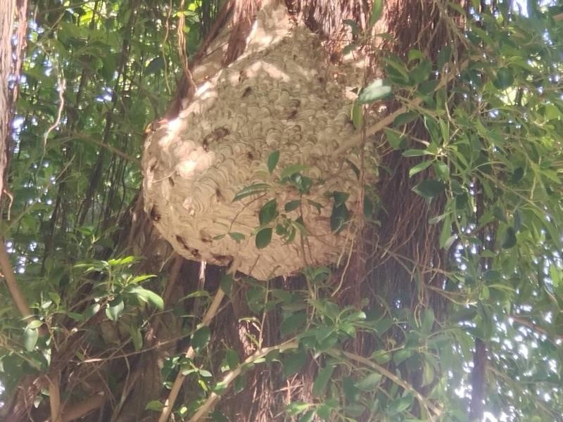 玉里鎮內赫見「虎頭蜂窩」樹上掛著比籃球還大 鎮公所立即摘除