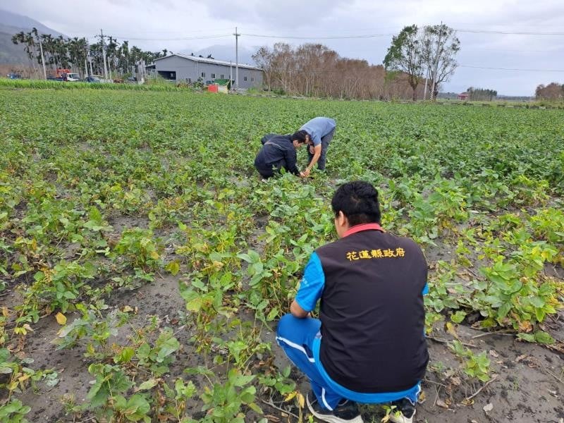 花蓮7鄉(鎮)為本田中後期稻米等農作物康芮風災適用簡化措施地區
