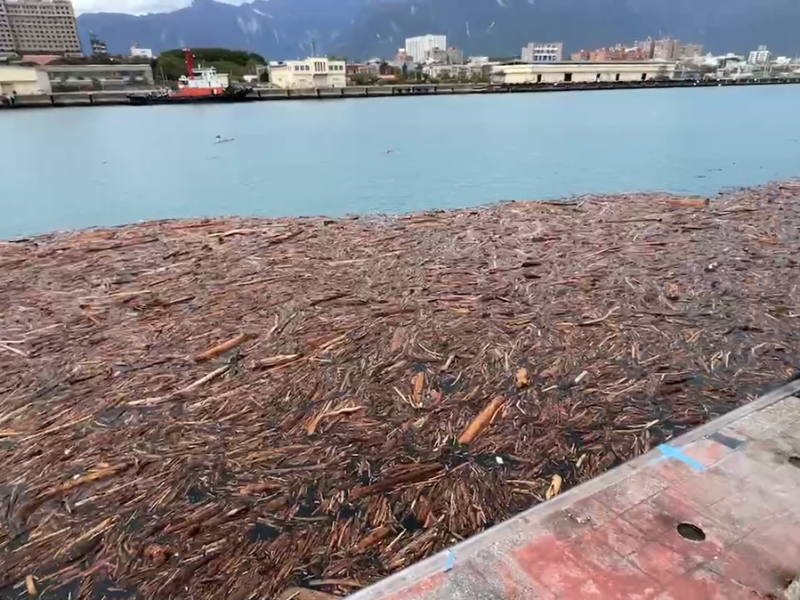 天兔颱風未登陸花蓮 卻捎來漂流木大軍 堵塞漁港忙清理