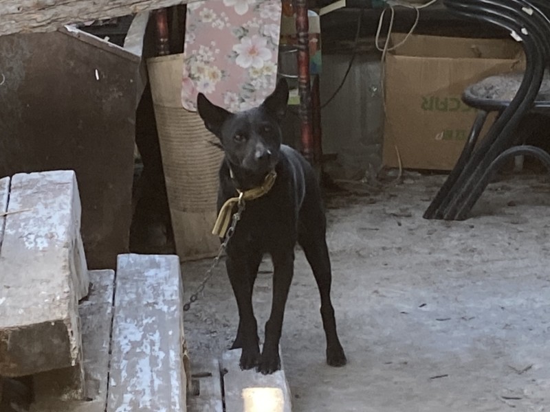 南橫霧鹿村犬隻疑似不當飼養 動防所介入查處並開罰!