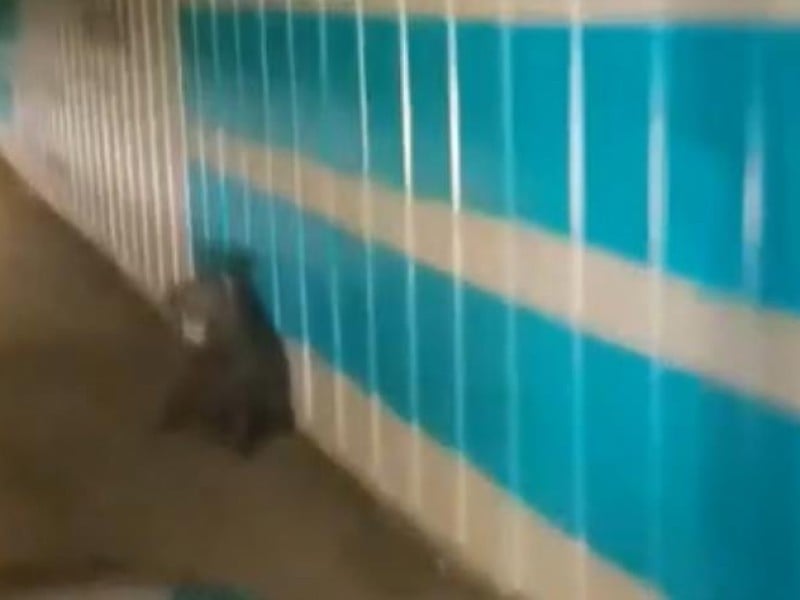 林業署證實臺灣黑熊首度現蹤臺九線
