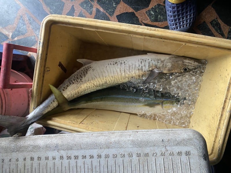 東部海域土魠魚大爆發!釣客樂翻天,鐵板釣法頻傳捷報