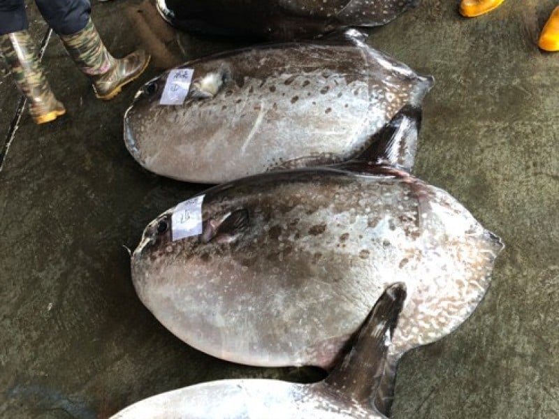 東部海域常見翻車魚不只吃水母!國際自然保護聯盟(IUCN)列為易危等級物種