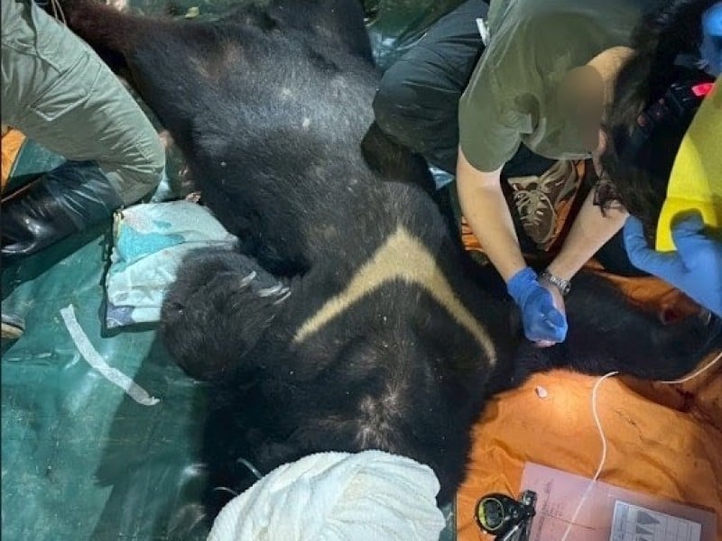 飢餓黑熊中彈死了! 昨晚再吃犬隻 巡護員險遭攻擊「防衛擊槍」