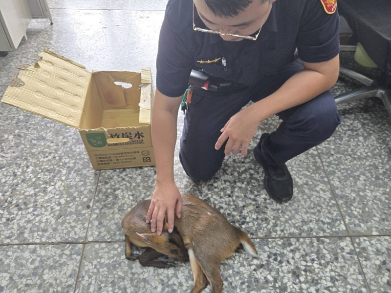 野生小山羌誤闖馬路! 疑遭車子撞上 多良警化身動物保母