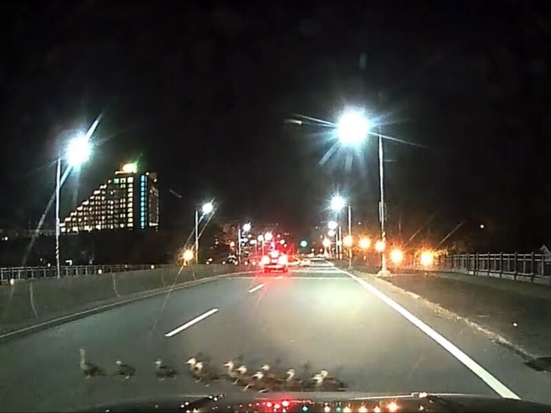 日光橋上的小鴨過路秀 是溫馨風景也是生態警鐘