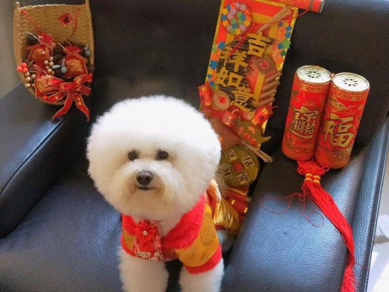 今天公告了! 行政院通過「犬、貓美容服務定型化契約」規範 不改正最高罰50萬