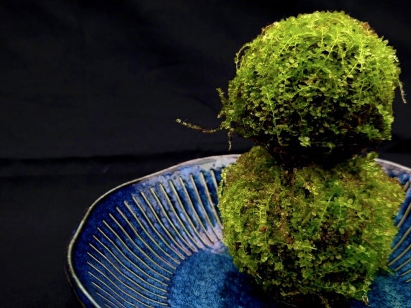 「苔球手作體驗」開放報名 即將溫馨登場! 捧起一座微型森林 感受自然療癒力量