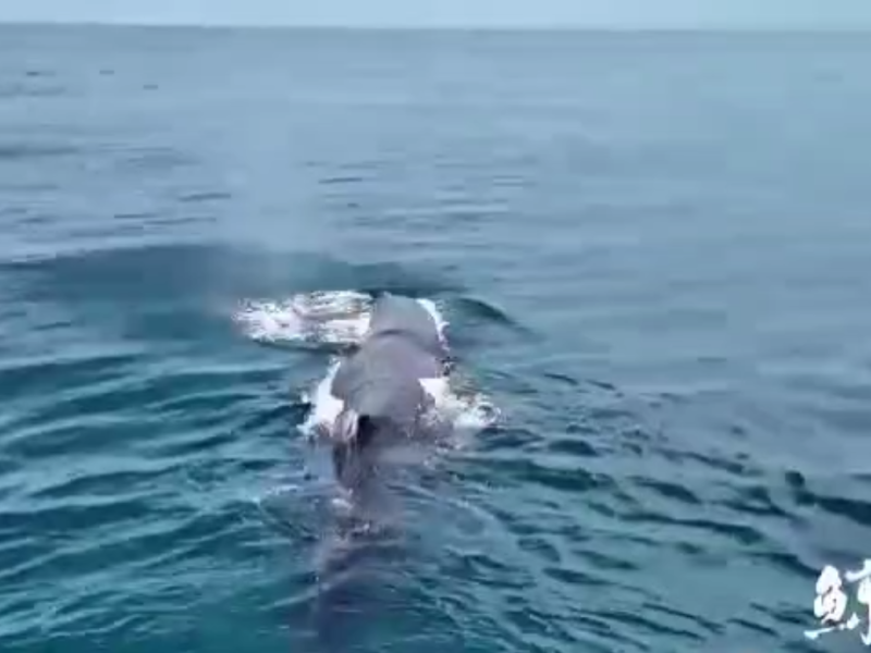 「海上巨影現身！」花蓮鯨世界賞鯨團今早驚喜發現特大型抹香鯨現蹤太平洋