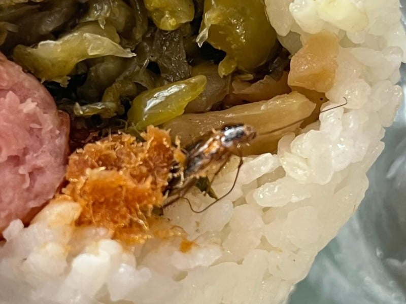 滿滿的蛋白質! 民眾貼文「買飯糰、送蟑螂」網友嚇:我會馬上去催吐