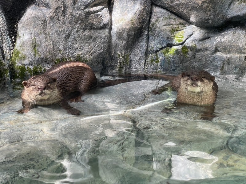 海洋公園迎來新嬌客亞洲小爪水獺「左左」