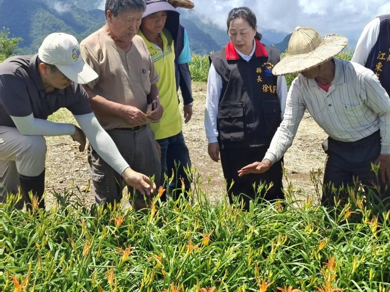 富里「金針菜」風災現金救助 受理期8/16至8/29止