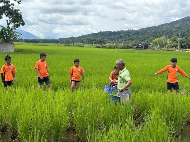 農事體驗尊重食物與土地! 大禹國小戶外教育「再生稻田間管理」示範米種「高雄147」