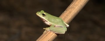 響應10/4「世界動物日」! 鯉魚潭環教中心邀您探索「我們與蛙的距離」臺灣多樣生態