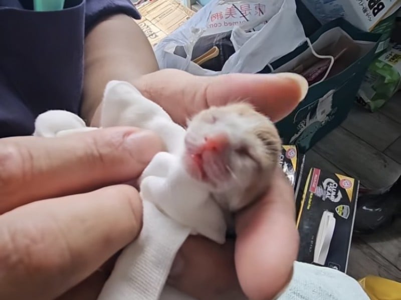 泥土裡救出3隻剛出生小貓 ! 網友 : 謝謝救貓超人、獸醫志工們！