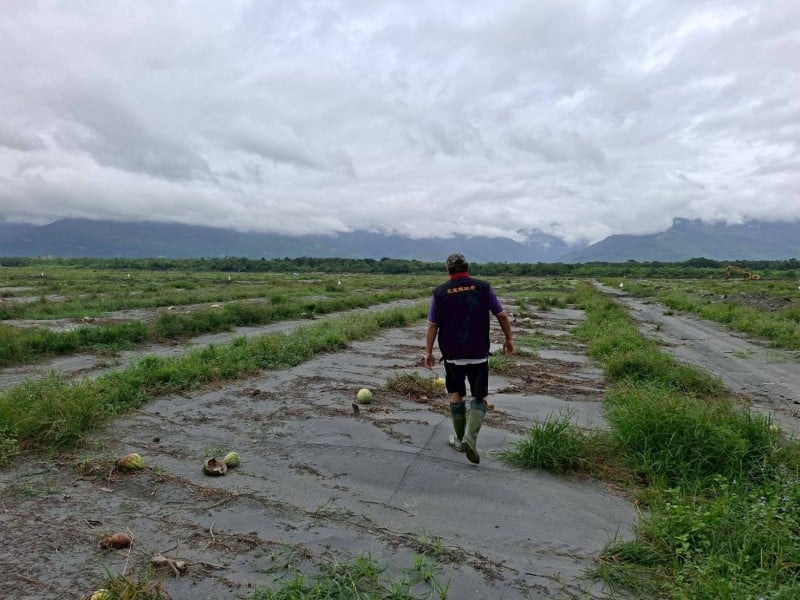 花蓮縣政府持續爭取中央協助 壽豐鄉草鼻段西瓜納入災害救助 受理至11月14日止