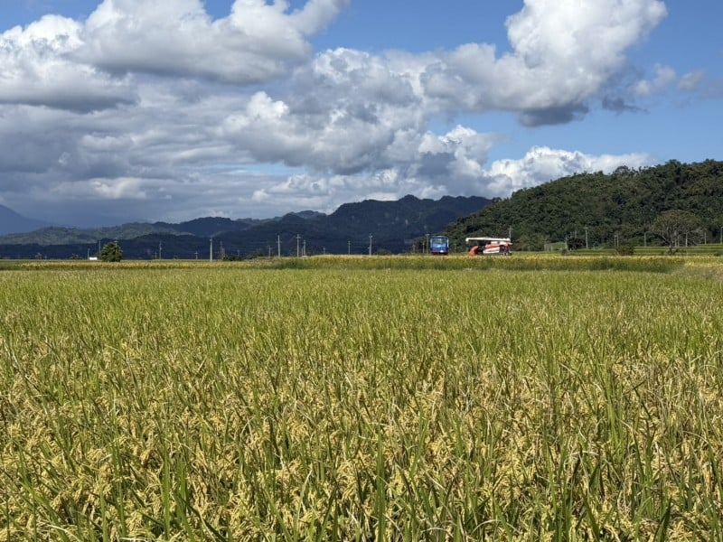 「鳳凰」來襲 農友須提前整備、防範災害