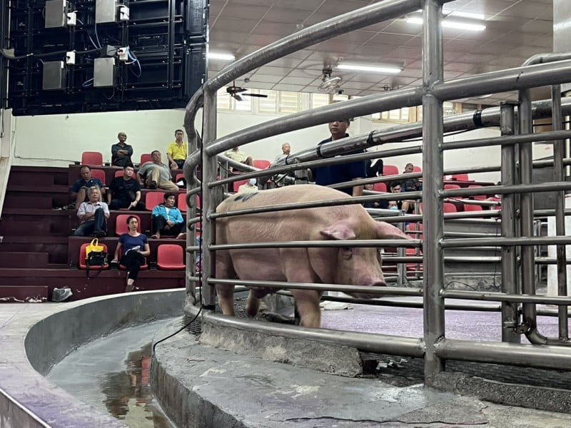 非洲豬瘟禁運禁宰全面解除 花蓮豬肉市場恢復穩定交易