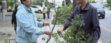 府前路樟樹染蟲害 花蓮市公所即刻修剪防治