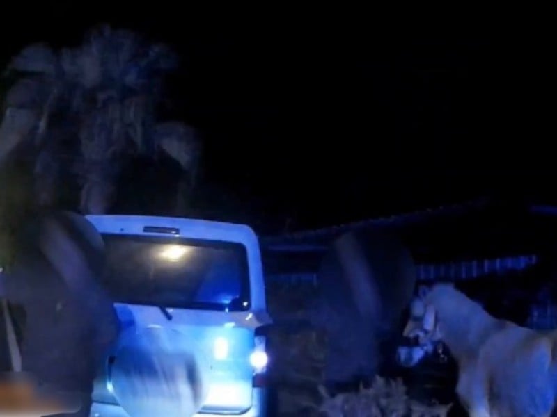 白馬上省道 熱心民眾牽到路邊安撫