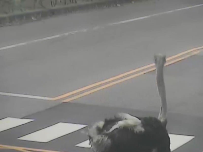 鴕鳥跑到馬路上了 ! 玉里高中前臺9線逛大街 