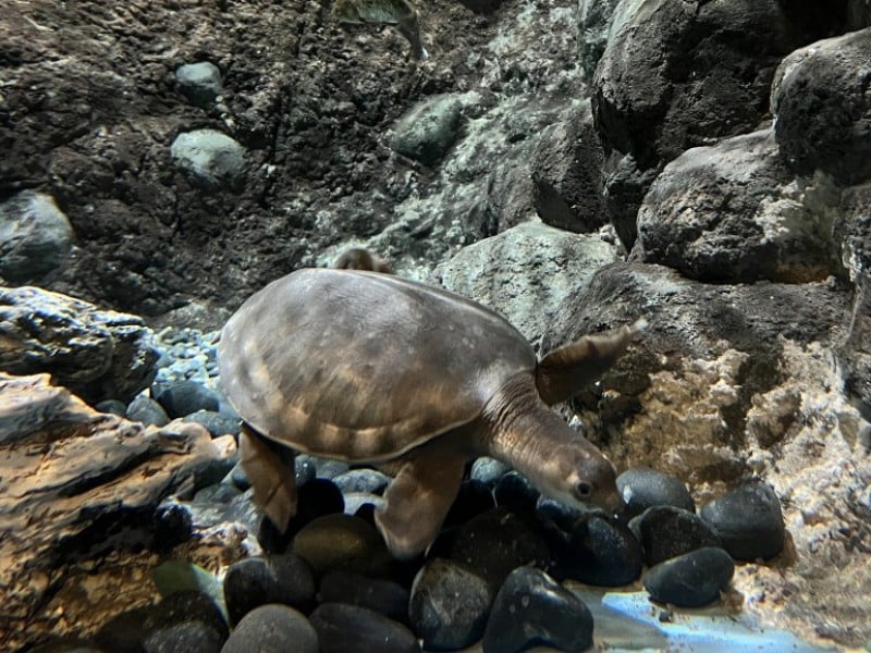 海洋公園加入豬鼻龜迎接聖誕與新年！