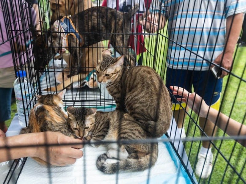 行政院通過「動保法」部分條文修正草案