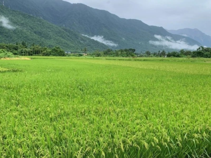 光復、鳳林災區承租農戶免繳114年度縣有耕地租金