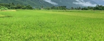 光復、鳳林災區承租農戶免繳114年度縣有耕地租金