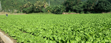 檢具「農業用地作農業使用證明書」稅務局: 符合2要件可申請不課土地增值稅