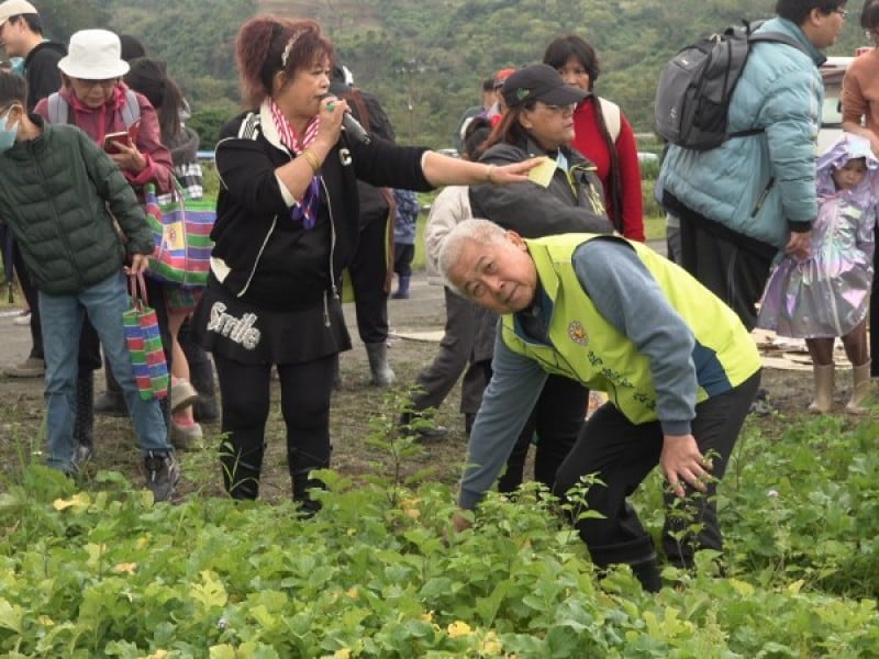 瑞穗拔蘿蔔比賽熱鬧登場