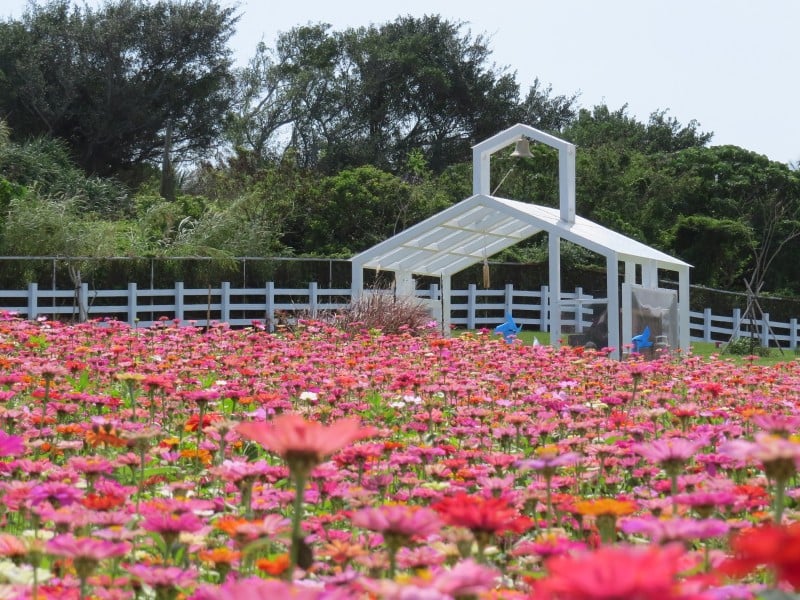 今年最受矚目走春亮點 ! 七星潭「曼波海洋生態休閒園區」花海層層堆疊開春畫框