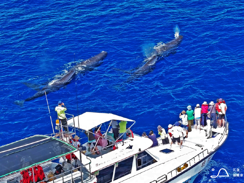 為東部海域留下珍貴厚實海洋紀錄 ! 廖鴻基《浮島》新書出版 多羅滿賞鯨發起「海洋傳遞計畫」