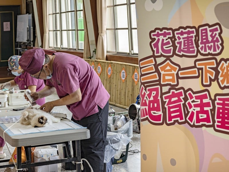  2026犬貓「三合一絕育」及「部分絕育補助」活動正式開跑 公隻補助500元、母隻補助1,000元 
