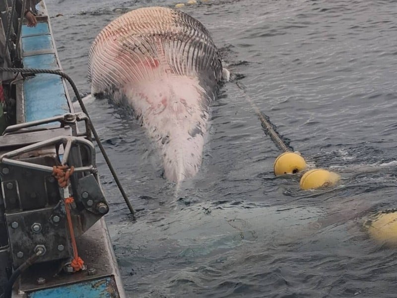 15公尺長須鯨現蹤花蓮崇德外海已無生命跡象 定置漁場協助拖帶上岸　農政單位採樣釐清死因