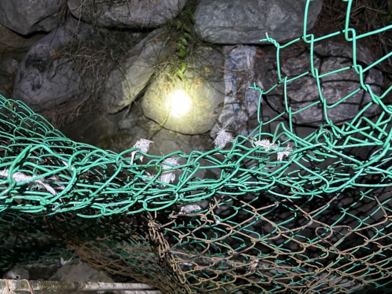 黑熊幹掉了12隻雞 ! 林保署花蓮分署著急了「再次捕捉並暫時收容」