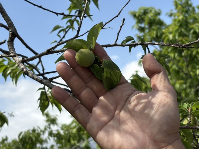 每公頃救助6萬2,000元 ! 富里乾旱救助開跑 農民請把握期限