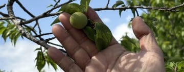 每公頃救助6萬2,000元 ! 富里乾旱救助開跑 農民請把握期限