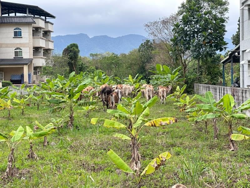 放牧牛隻影響農作與環境　縣府跨局處會勘啟動改善機制