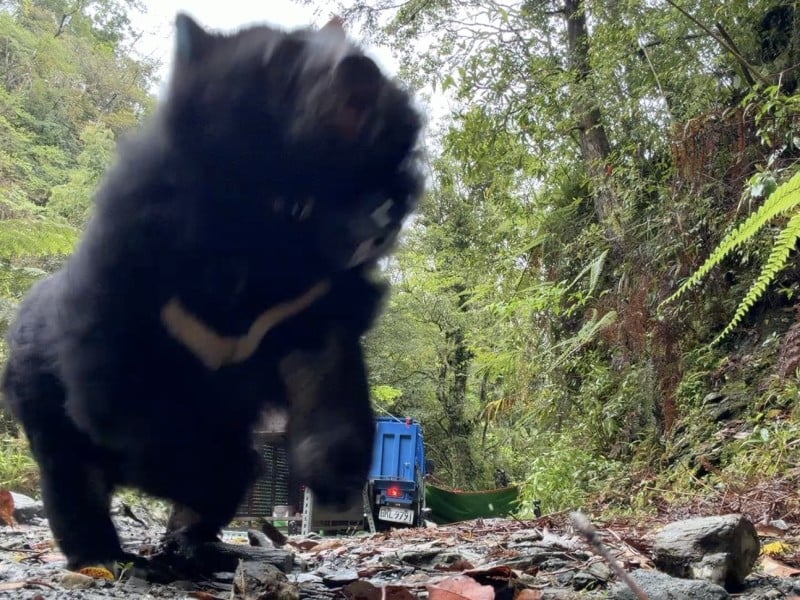 太平村今締造臺灣首例「母女熊同日野放」