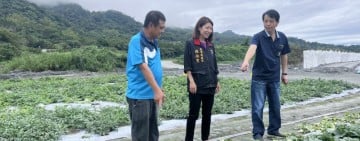 花蓮大西瓜即將上市