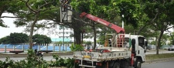 要變天了 花蓮市強化排水與修剪行道樹