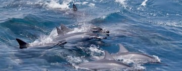 花蓮旅遊業者聯手推「海陸雙享」套票