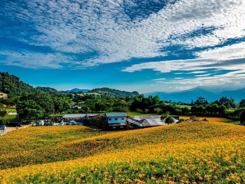 金黃花海再現山城 ! 2026金針花季8/8浪漫登場