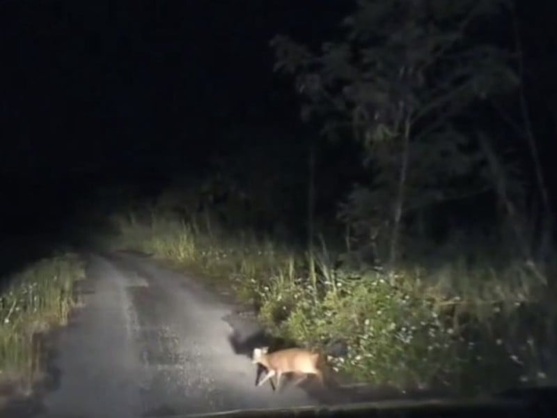 展現獨有自然魅力 ! 玉警護瓜遇「山羌、野兔、鳥」頻出沒 警: 彷彿指引巡田水 