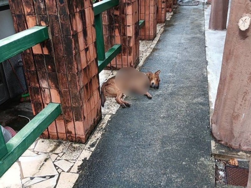 台東金峰鄉嘉蘭村疑發生虐待動物事件　網路流傳影像引關注　網友籲相關單位查明
