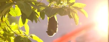 果實咬一口！解鎖花蓮夜空神秘客　臺灣狐蝠夜間生態導覽開放報名