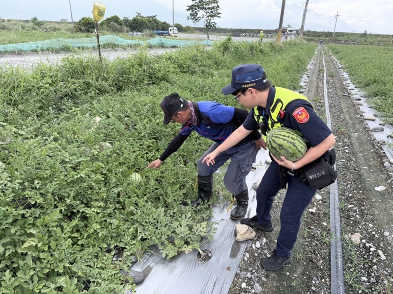 西瓜採收期「啟動防竊」!鳳林警守護農民「瓜」果